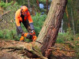 Best Tree Trimming and Pruning  in Mbrian Park, CA