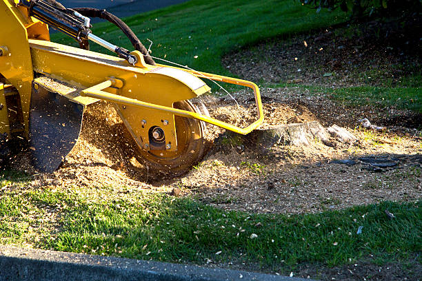 Best Tree Disease Treatment  in Mbrian Park, CA